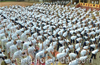 International Yoga Day observed with enthusiasm across Mangaluru